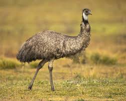 Emu Chicken